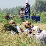 کشاورزان برای خرید توافقی برنج باید در سامانه جهاد کشاورزی ثبت نام کنند