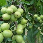 واردات غیرمجاز نهال گردوی پیوندی