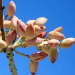 ضرورت توجه ویژه به تولیدکنندگان پسته در کشور