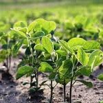 همکاری فائو برای تبدیل ایران به تولیدکننده عمده سویا