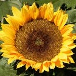 نوع مصرف دانه آفتابگردان برای تعیین حقوق ورودی 
