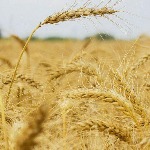 شورای اقتصاد نرخ گندم و کلزا را اعلام کند