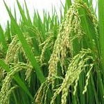 سایه کم رنگ بیمه بر زراعت برنج در مازندران