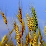 کمبود نیتروژن مهم‌ترین محدودیت‌ کشت غلات دیم