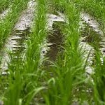 مالیات بر ارزش ‌افزوده چای و برنج حذف شد