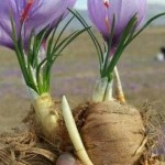 ممنوعیت خروج پیاز زعفران از کشور