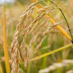 برنج مازندران امسال در قالب برند وارد بازار می شود