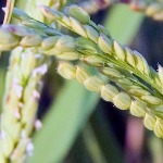 رنج تولید برنج در رودسر کاهش یافت
