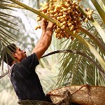 403 میلیون دلار خرما و کشمش پارسال صادر شد