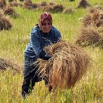 برداشت برنج شالیزارهای آستارا