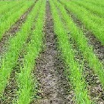 خشکه کاری برنج راهکاری برای مقابله با کم آبی