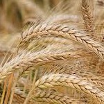 نیاز به واردات گندم نداریم
