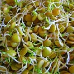 همه چیز درباره جوانه ها