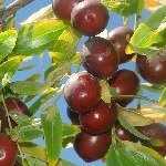 از سیر تا پیاز خواص عناب