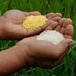 برنج تراریخته با عملکرد بالا در چین تولید شد