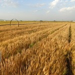 بزرگترین گندم کاران دنیا کدامند؟