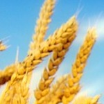 طرح «ایران سیمیت»؛ فرصتی برای نهادینه‌ کردن کشت حفاظتی
