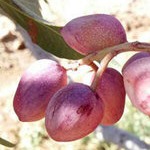 مهاجرت پسته از مرکز کشور به سمت غرب و شمال‌غرب