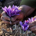 زمین‌های جلگه‌ای گیلان مستعد تکثیر پیاز زعفران
