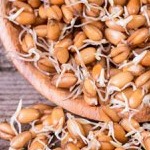 خواص شگفت انگیز جوانه گندم