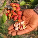 رشد چشمگیر تولید پسته کرمان در سال جاری
