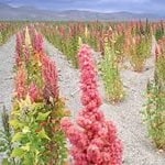 توسعه کشت گیاه کینوا در استان کرمان