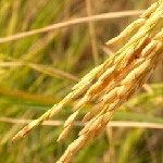 برداشت ۴۸ تن شلتوک ارگانیک منطقه آزادانزلی