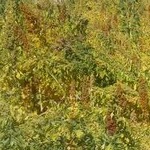 کینوا خاویار گیاهان