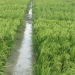 برنج "طارم روشن" رقم کیفی و پر محصول در مازندران